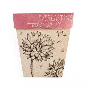 everlasting daisy seeds